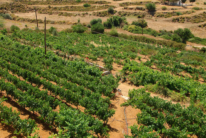 HATZIDAKIS VINEYARD
